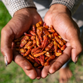 Hela Chamkar Bird Chili geräuchert, 25g