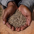 Hela Chamkar Weißer Kampot Pfeffer, 110g